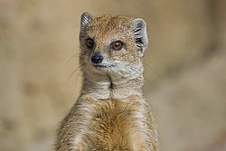 Fuchsmanguste-06.JPG
