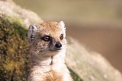Fuchsmanguste-08.JPG