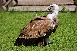 Gaensegeier-001.JPG