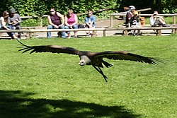 Gaensegeier-011.jpg