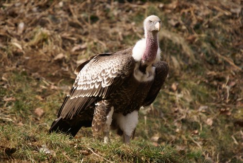 Geier5.JPG