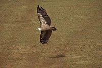 DSC04775.jpg