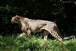 Gebard-007.jpg