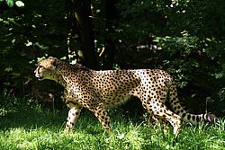 Gebard-008.JPG