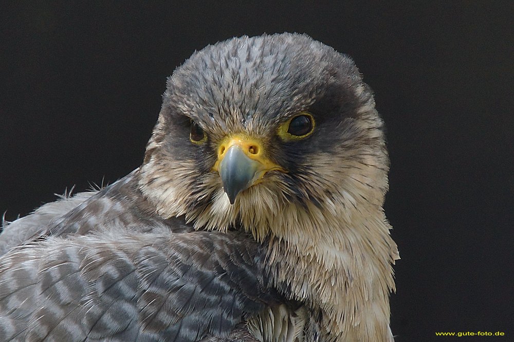 Gerfalke-Wanderfalke-01.jpg