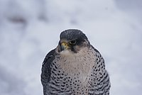 DSC06403.JPG