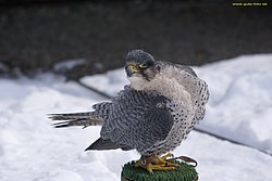 Gerfalke-Wanderfalke-04.jpg