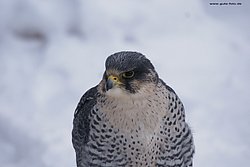 Gerfalke-Wanderfalke-05.jpg