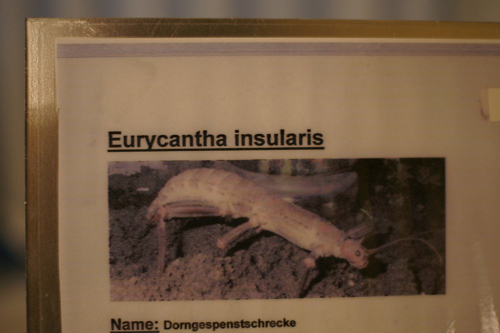 Eurycantha-insularis-02.JPG