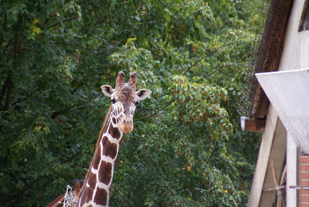 N�rnberger Zoo 440.jpg