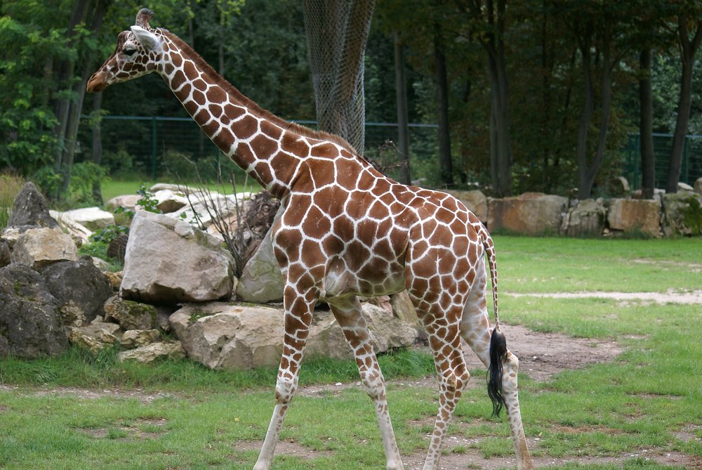 N�rnberger Zoo 444.jpg