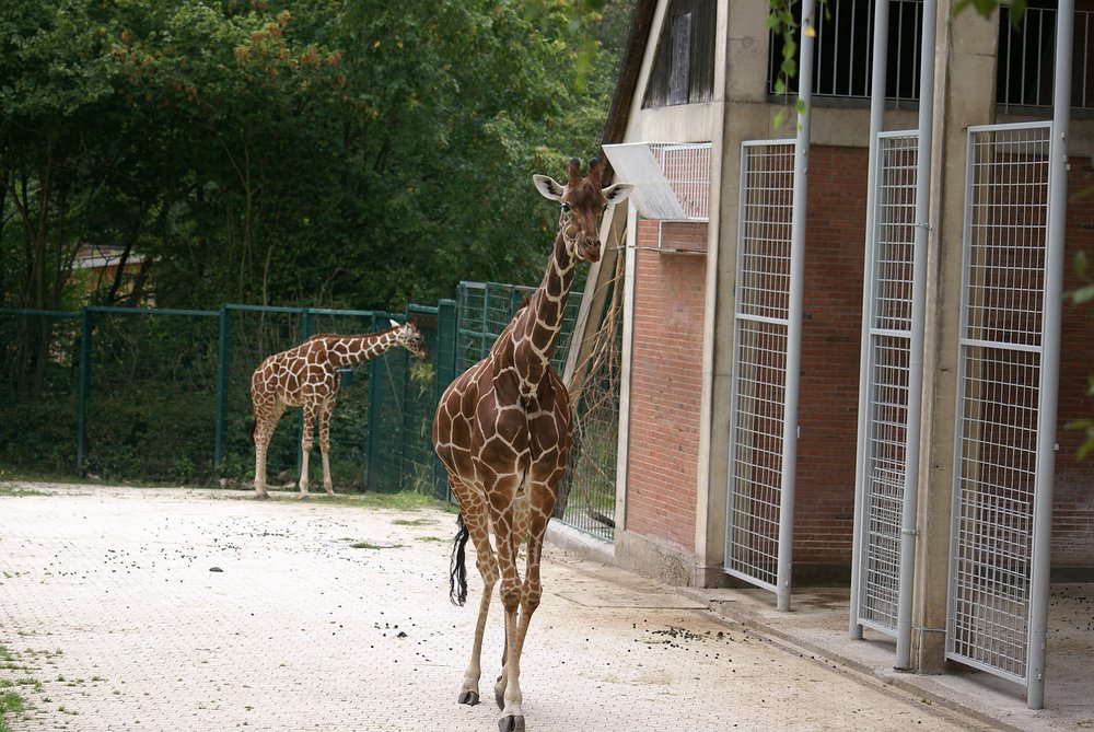 N�rnberger Zoo 445.jpg