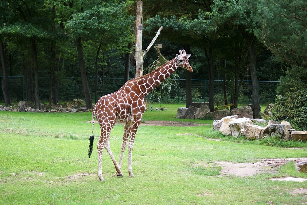 N�rnberger Zoo 446.jpg