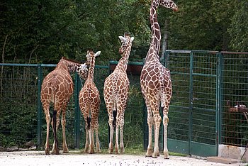 N�rnberger Zoo 439.jpg