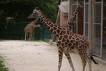 N�rnberger Zoo 442.jpg