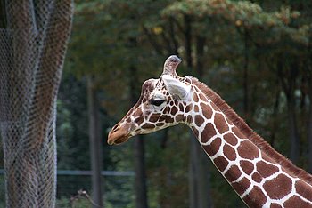 N�rnberger Zoo 443.jpg