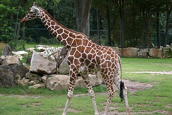 N�rnberger Zoo 444.jpg