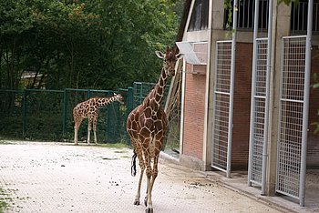 N�rnberger Zoo 445.jpg