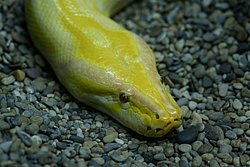 Goldener-Burma-Pyton-01.JPG