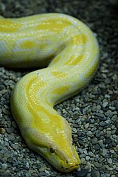 Goldener-Burma-Pyton-02.JPG