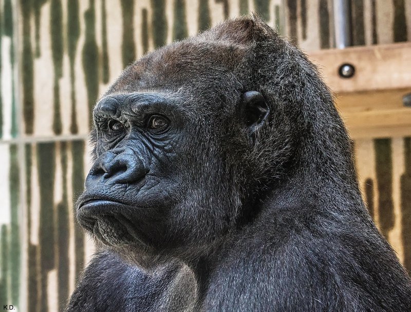 Gorilla-003.jpg