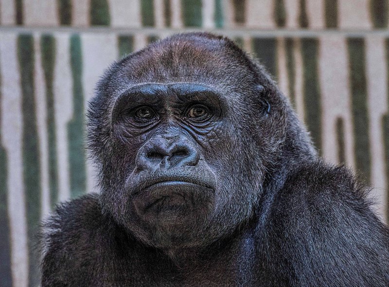 Gorilla-008.jpg