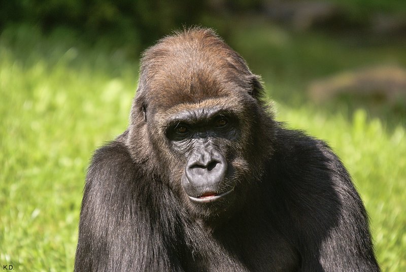 Gorilla-011.jpg