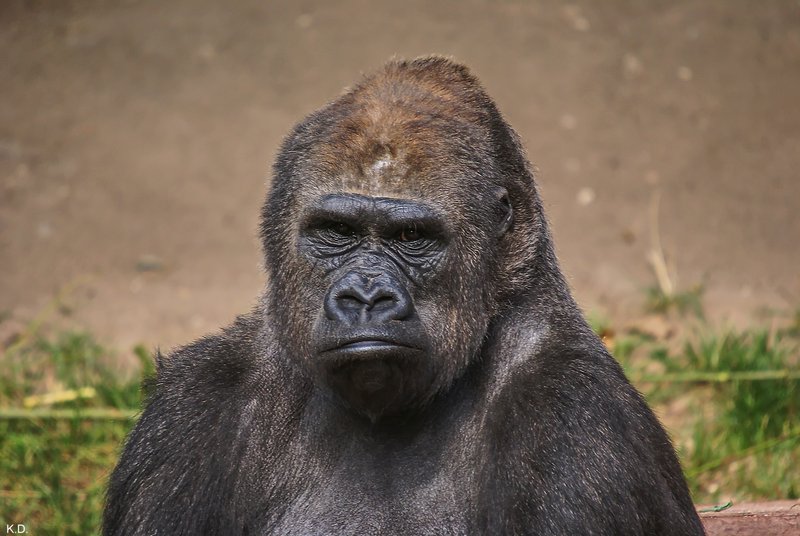 Gorilla-015.jpg
