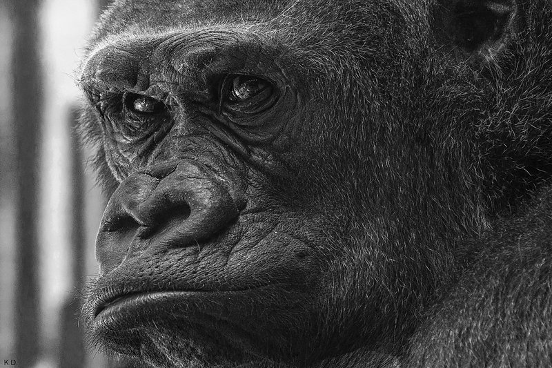 Gorilla-017.jpg