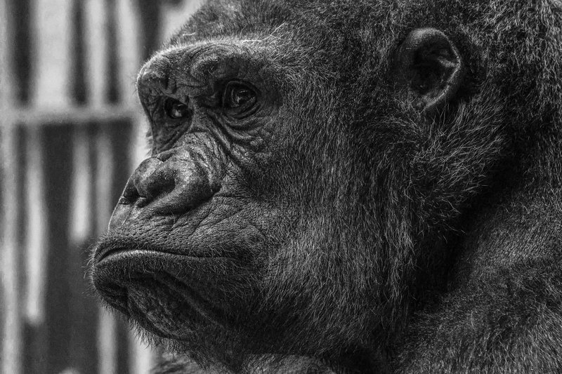 Gorilla-018.jpg