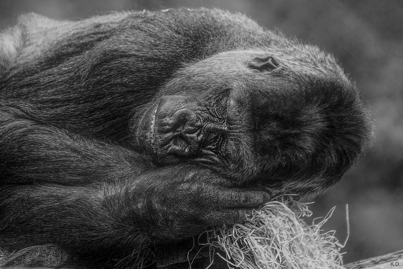 Gorilla-020.jpg