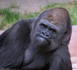 Gorilla-01.jpg
