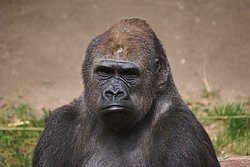 Gorilla-02.JPG