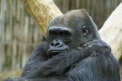 Gorilla-03.JPG