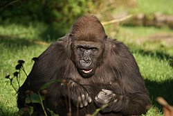 Gorilla-04.JPG