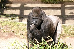 Gorilla-05.JPG
