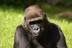 Gorilla-06.jpg