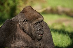 Gorilla-07.JPG