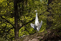 Graureiher-3.jpg