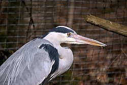 Graureiher-4.jpg