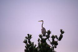 Graureiher-5.jpg