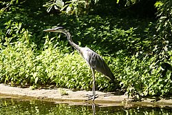 Graureiher-6.JPG