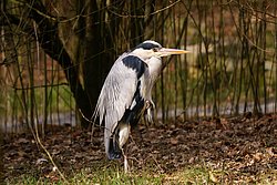 Graureiher-7.jpg