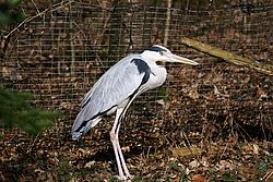 Graureiher-8.jpg