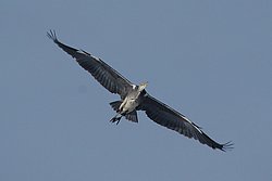 Graureiher-9.JPG