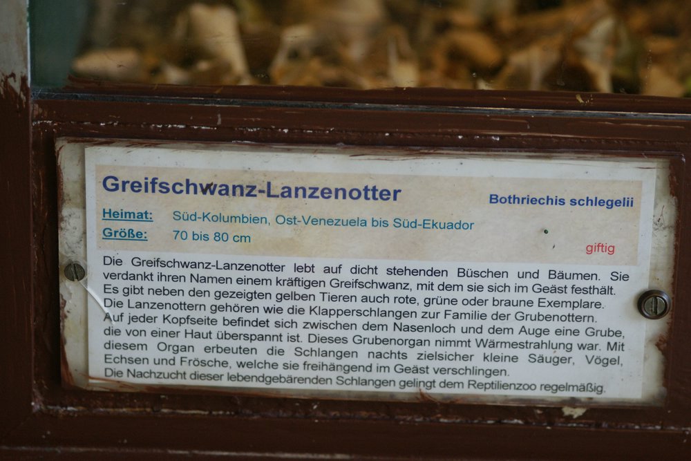 Greifschwanz-Lanzenotter-05.JPG