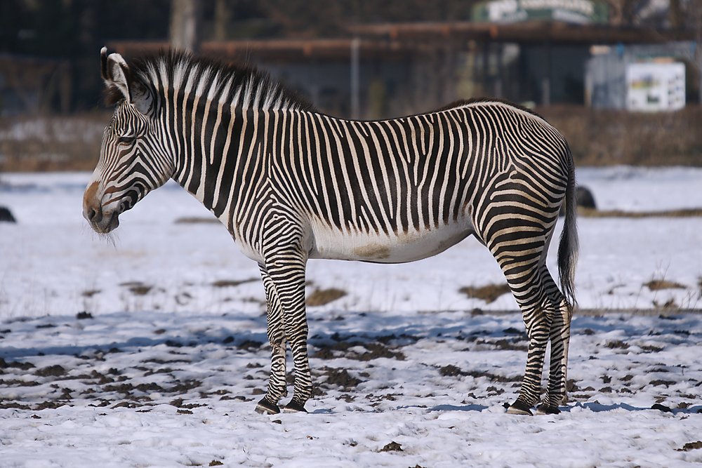 Grevy-Zebra-01.jpg