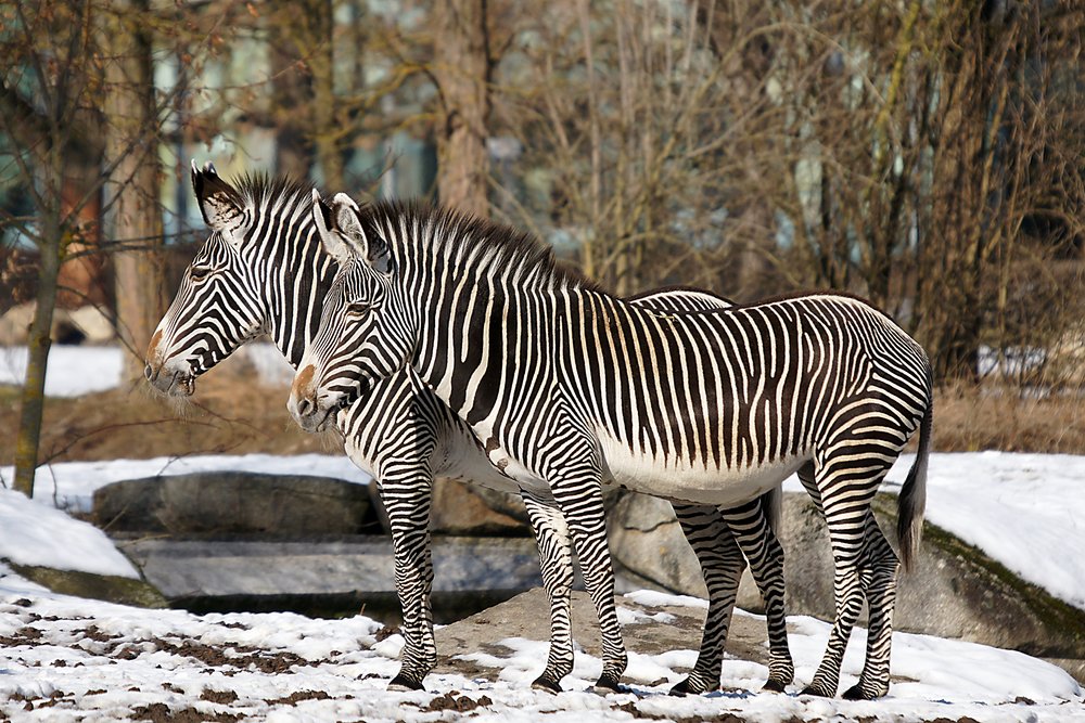 Grevy-Zebra-02.jpg