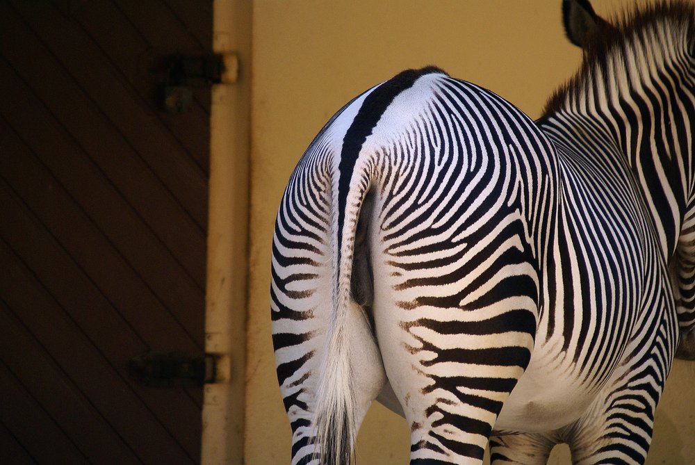 Grevy-Zebra-04.JPG