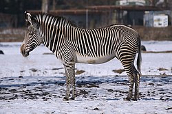 Grevy-Zebra-01.jpg